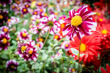 Colorful flower in the garden