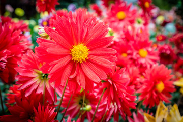 Colorful flower in the garden