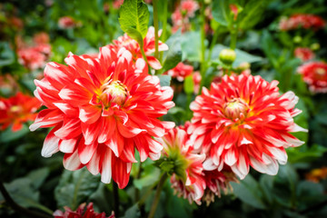 Colorful flower in the garden