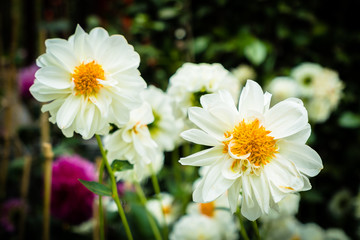 Colorful flower in the garden