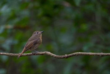 Ferruginous Flycatcher on branch in nature.
