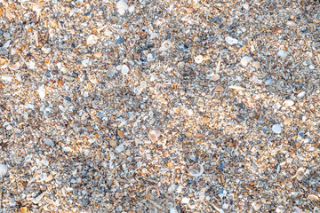 Top view variety of sea shells from beach