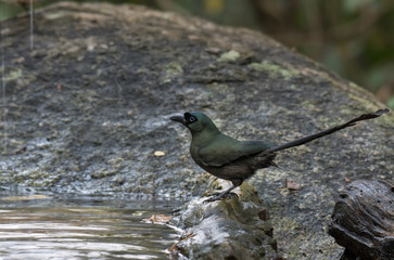 Obraz premium Racket-tailed Treepie on stone river side in nature.