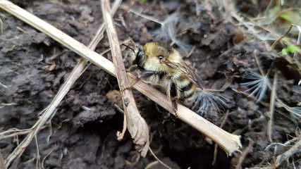 Bee crawling