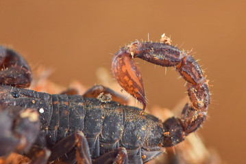 scorpion tail