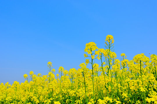 560 最適な 菜の花畑 画像 ストック写真 ベクター Adobe Stock