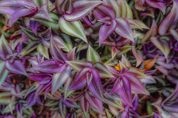 purple leaves for background