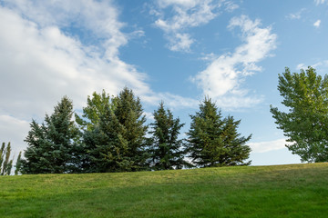 Trees in park during summer on top of a hill