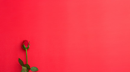 Red rose on red background