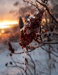 Les larmes de l'hiver
