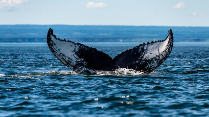 Fototapeta premium Papillon