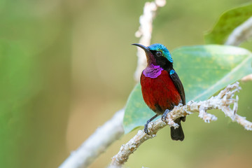 Van Hasselt's Sunbird male with beautiful multi-color feather.