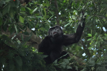 Black howler, a mammal on a tree in the jungle. Panama. Central America.