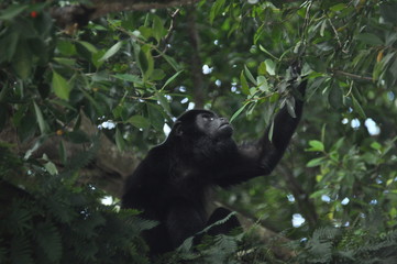 Black howler, a mammal on a tree in the jungle. Panama. Central America.