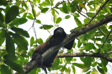 Black howler, a mammal on a tree in the jungle. Panama. Central America.