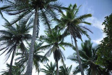 Coconut palm trees growing on the coast of Central America, Panama.