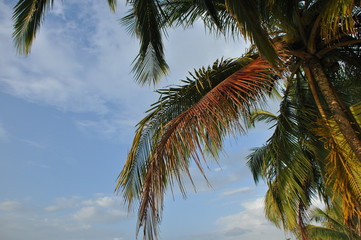 Coconut palm trees growing on the coast of Central America, Panama.