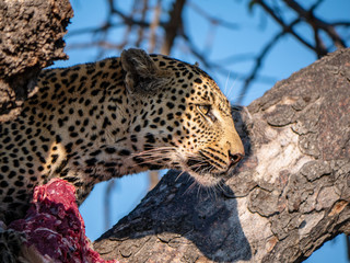 Leopard eating recent kill