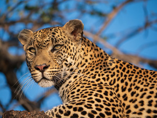 Leopard resting after meal