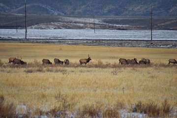 Fototapeta na wymiar Bull Elk his herd harem on the Baccus Highway the Westside with view of Salt Lake Valley and Wasatch Front Rocky Mountains in the foothills of the Oquirrh Mountains and Rio Tinto Bingham Copper Mine, 
