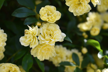 モッコウバラ　清楚　きれい　黄色　バラ　父の日（41‐1）