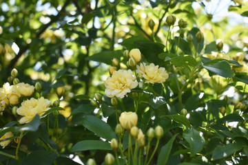 モッコウバラ　清楚　きれい　黄色　バラ　父の日（42‐1）