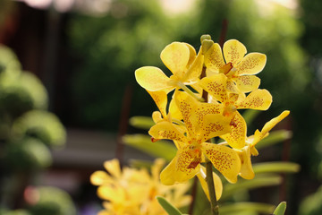 Orchidaceae Yellow in garden