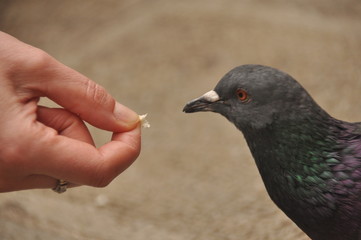Pigeons fed by children on a pedestrian street in Venice, crumbs of bread.