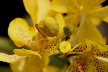Orchidaceae Yellow in garden