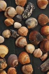 Shellfish, snails from the Mediterranean Sea on the beach in Italy.