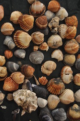 Shellfish, snails from the Mediterranean Sea on the beach in Italy.