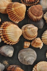 Shellfish, snails from the Mediterranean Sea on the beach in Italy.