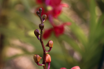 Obraz na płótnie Canvas Orchidaceae red in garden