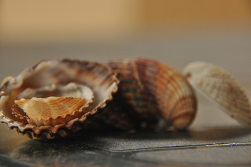 Shellfish, snails from the Mediterranean Sea on the beach in Italy.