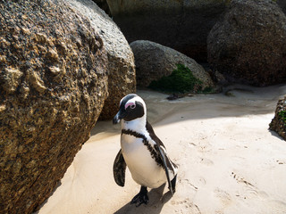 Penguin walks on sand