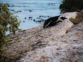 Penguin relaxes on rock