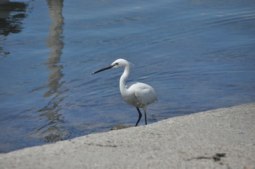 Little Egret feeding a cove near Venice