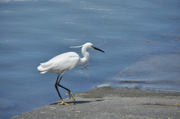 Little Egret feeding a cove near Venice