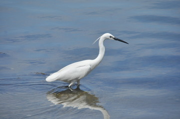 Little Egret feeding a cove near Venice