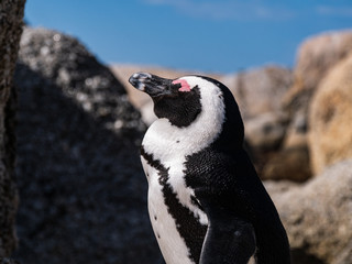 Penguin standing on rocks closeup
