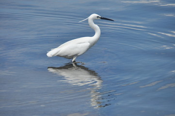 Little Egret feeding a cove near Venice