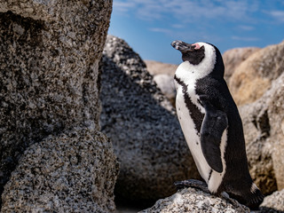 Penguin standing on rocks
