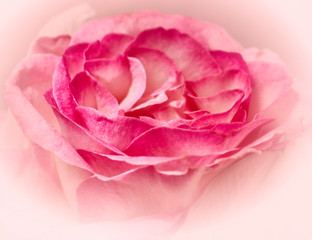 violet pink rose top view closeup, natural background