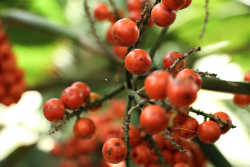 Obraz premium Licuala in garden