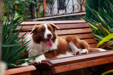 Dog breed Border Collie