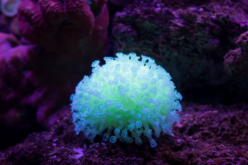 Closeup Colorful Tropical Reef With Corals