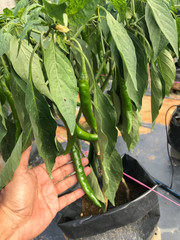 Man hold chili in farm with modern system use poly bag , poly pipe and fartigation system.