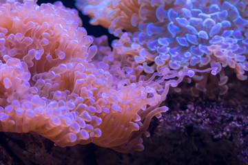 Closeup Colorful Tropical Reef With Corals