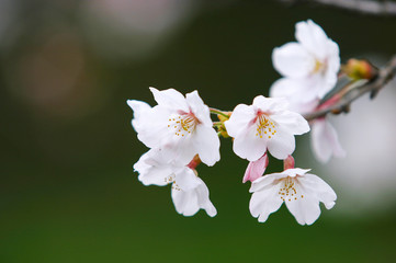 一の坂川の桜　山口市