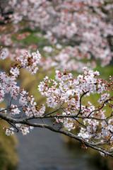 一の坂川の桜　山口市